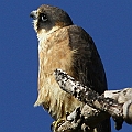 Australian Hobby at a regular spot. Juvenile to adult transition. I got more chances to see AHs this winter. <br />Canon EOS 7D + EF300 F2.8L III + EF1.4xII